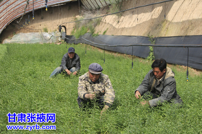 民樂(lè)縣大力發(fā)展現(xiàn)代農(nóng)業(yè)紀(jì)實(shí) 食用農(nóng)產(chǎn)品初加工結(jié)碩果